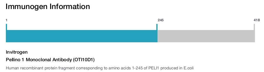 Pellino 1 Monoclonal Antibody (OTI10D1)