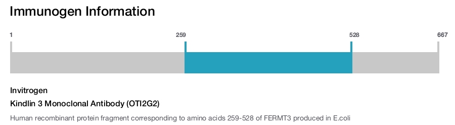 Kindlin 3 Monoclonal Antibody (OTI2G2)