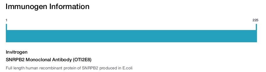 SNRPB2 Monoclonal Antibody (OTI2E8)