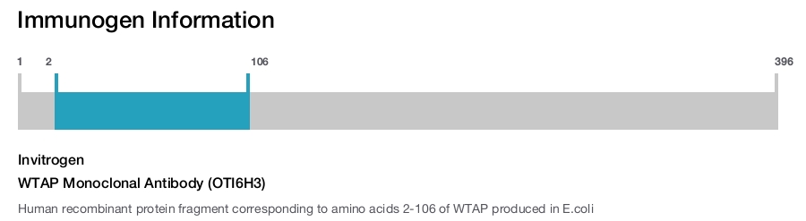 WTAP Monoclonal Antibody (OTI6H3)