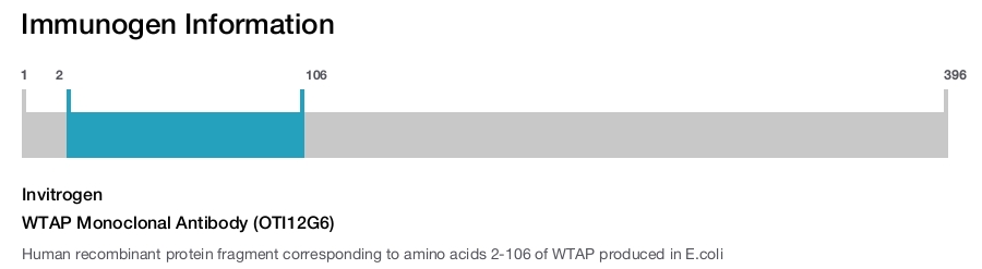 WTAP Monoclonal Antibody (OTI12G6)