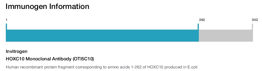 HOXC10 Monoclonal Antibody (OTI5C10)