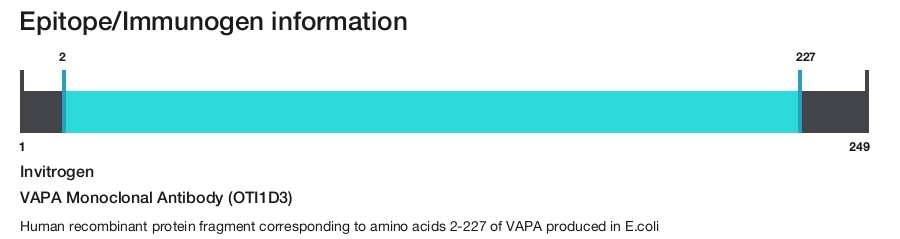VAPA Monoclonal Antibody (OTI1D3)