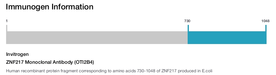 ZNF217 Monoclonal Antibody (OTI2B4)