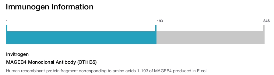 MAGEB4 Monoclonal Antibody (OTI1B5)