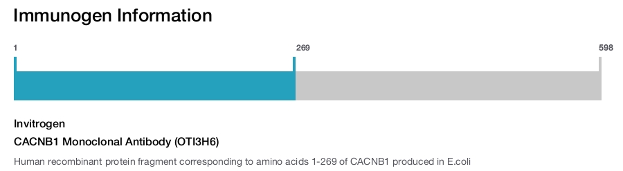 CACNB1 Monoclonal Antibody (OTI3H6)