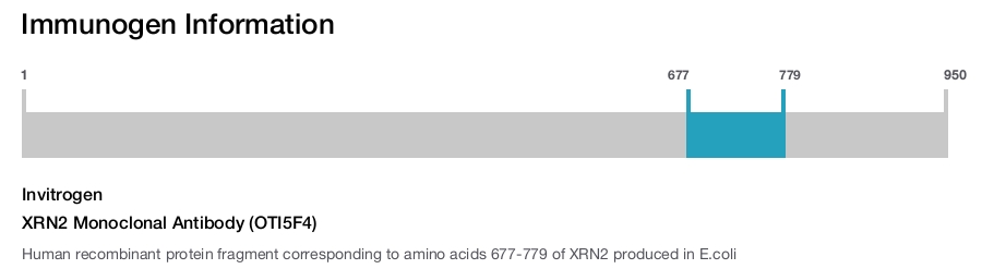 XRN2 Monoclonal Antibody (OTI5F4)