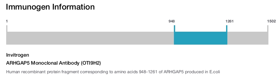 ARHGAP5 Monoclonal Antibody (OTI9H2)