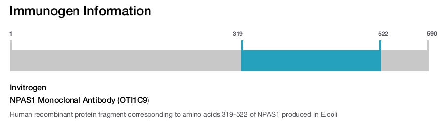 NPAS1 Monoclonal Antibody (OTI1C9)