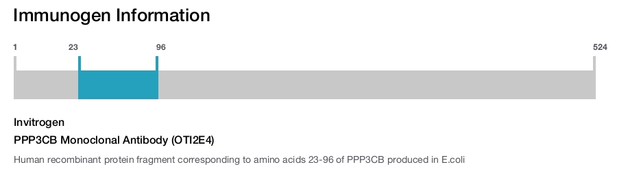 PPP3CB Monoclonal Antibody (OTI2E4)