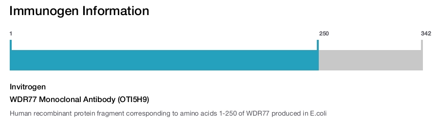 WDR77 Monoclonal Antibody (OTI5H9)