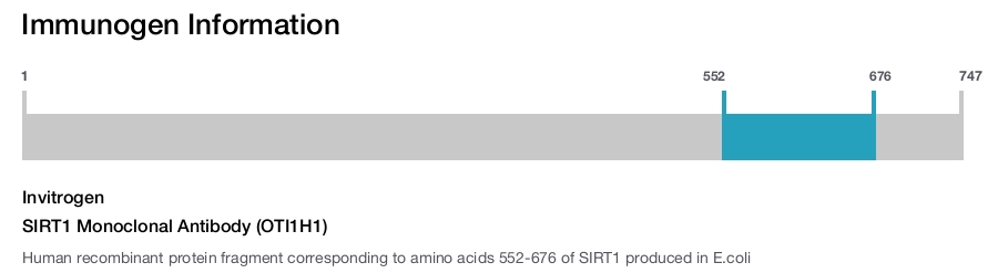 SIRT1 Monoclonal Antibody (OTI1H1)