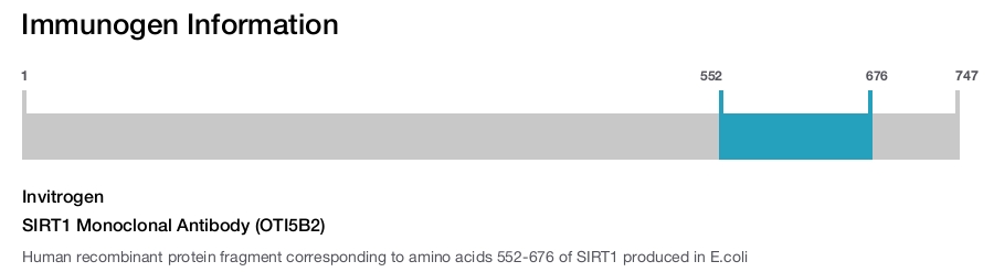 SIRT1 Monoclonal Antibody (OTI5B2)