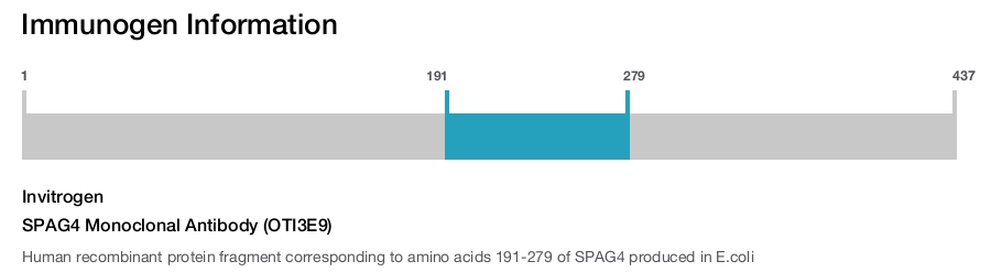 SPAG4 Monoclonal Antibody (OTI3E9)