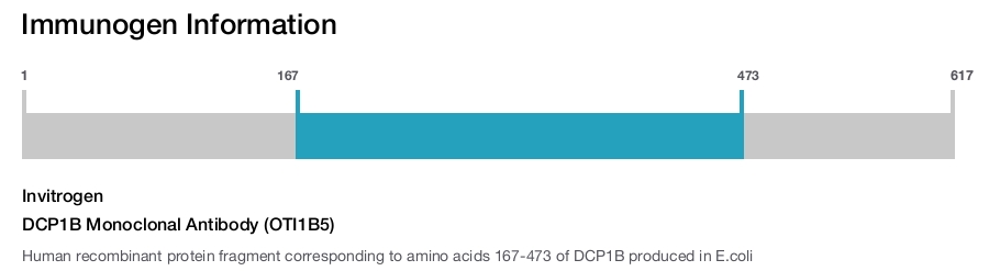 DCP1B Monoclonal Antibody (OTI1B5)
