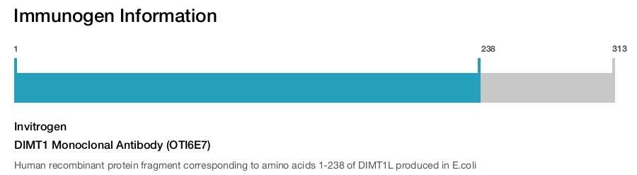 DIMT1 Monoclonal Antibody (OTI6E7)