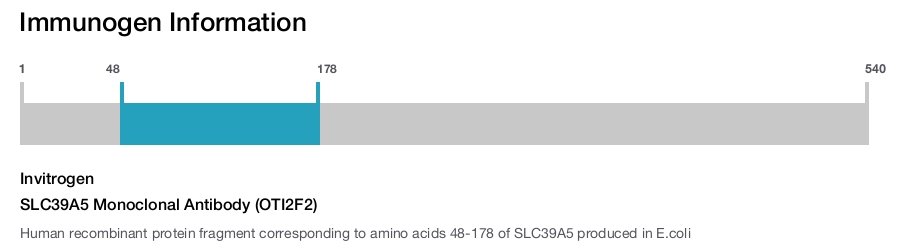 SLC39A5 Monoclonal Antibody (OTI2F2)
