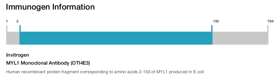 MYL1 Monoclonal Antibody (OTI4E3)