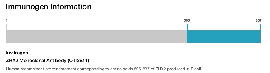 ZHX2 Monoclonal Antibody (OTI2E11)