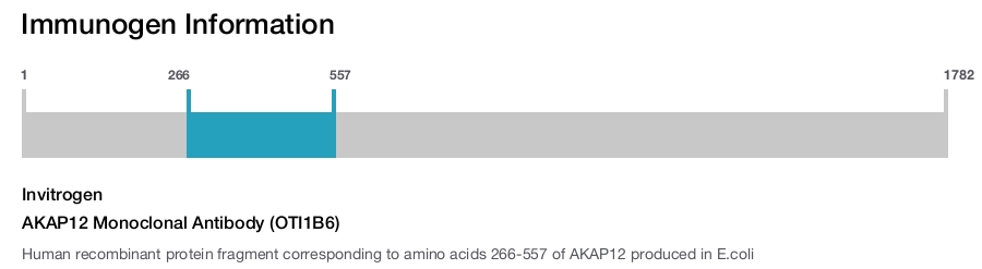 AKAP12 Monoclonal Antibody (OTI1B6)