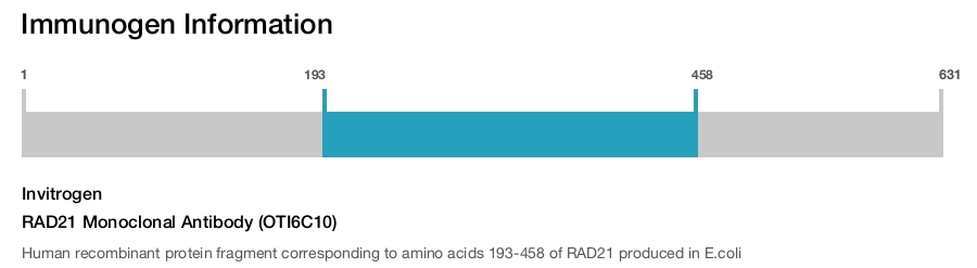 RAD21 Monoclonal Antibody (OTI6C10)