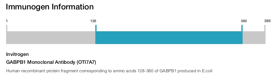 GABPB1 Monoclonal Antibody (OTI7A7)