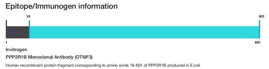 PPP2R1B Monoclonal Antibody (OTI9F3)