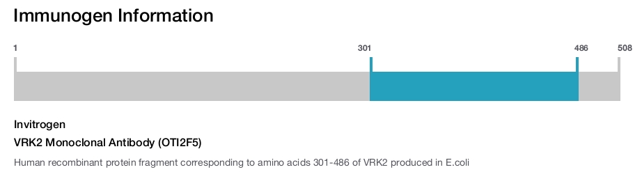 VRK2 Monoclonal Antibody (OTI2F5)