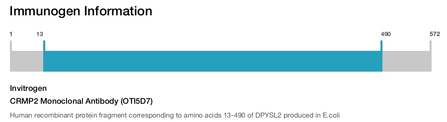 CRMP2 Monoclonal Antibody (OTI5D7)