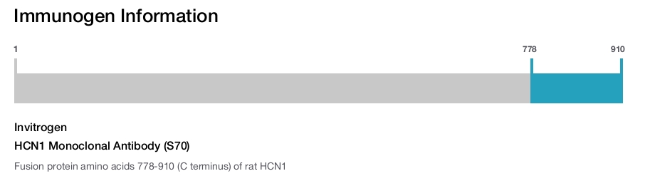 HCN1 Monoclonal Antibody (S70)