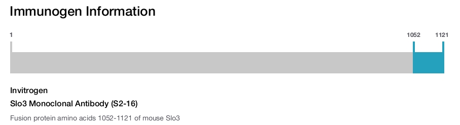 Slo3 Monoclonal Antibody (S2-16)