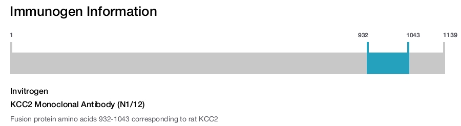 KCC2 Monoclonal Antibody (N1/12)