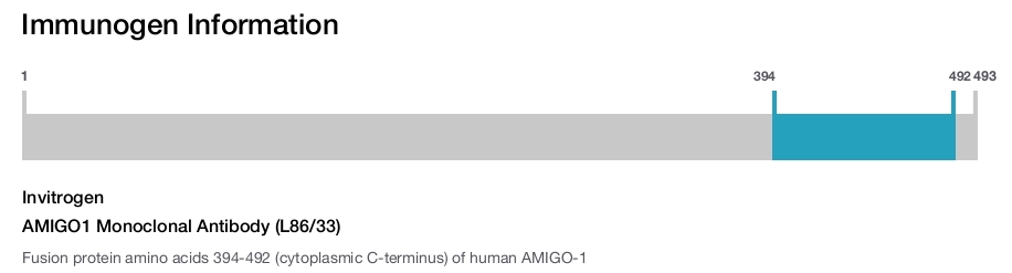 AMIGO1 Monoclonal Antibody (L86/33)