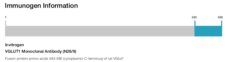 VGLUT1 Monoclonal Antibody (N28/9)