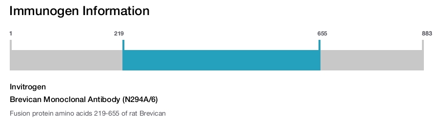 Brevican Monoclonal Antibody (N294A/6)