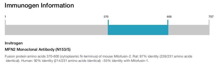 MFN2 Monoclonal Antibody (N153/5)