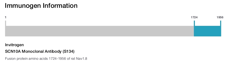 SCN10A Monoclonal Antibody (S134)