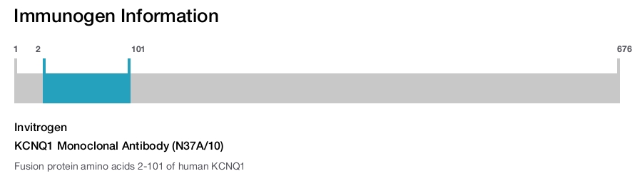 KCNQ1 Monoclonal Antibody (N37A/10)