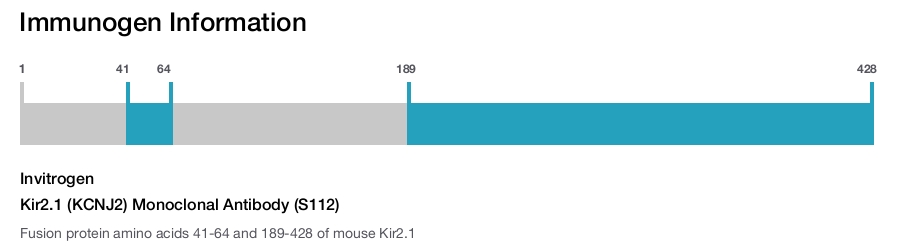 Kir2.1 (KCNJ2) Monoclonal Antibody (S112)