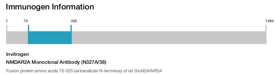 NMDAR2A Monoclonal Antibody (N327A/38)