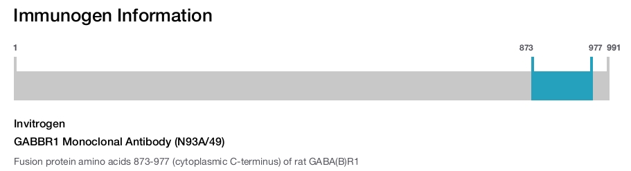 GABBR1 Monoclonal Antibody (N93A/49)