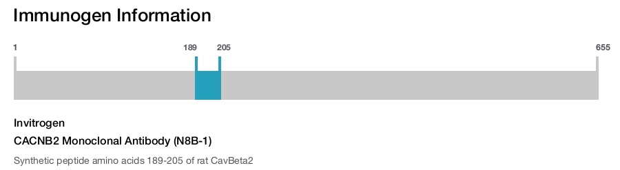 CACNB2 Monoclonal Antibody (N8B-1)