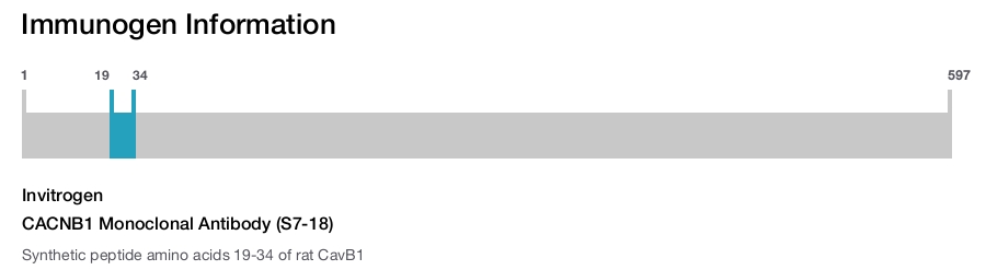 CACNB1 Monoclonal Antibody (S7-18)