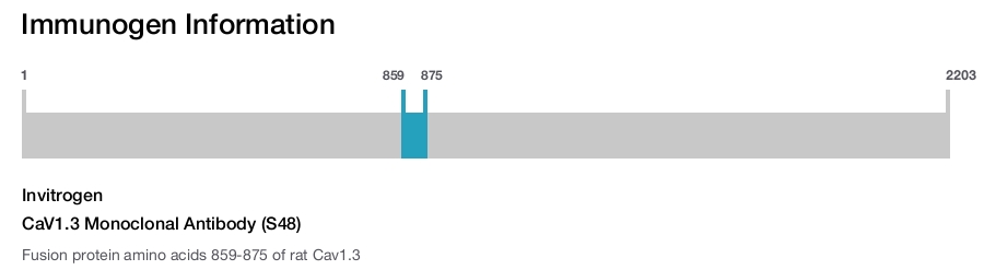 CaV1.3 Monoclonal Antibody (S48)