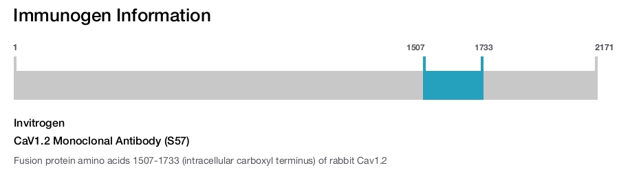 CaV1.2 Monoclonal Antibody (S57)