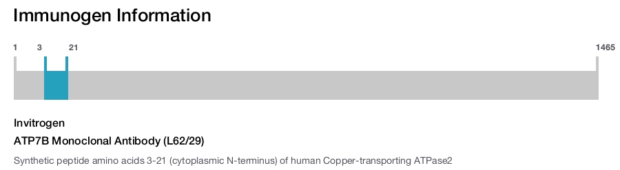ATP7B Monoclonal Antibody (L62/29)
