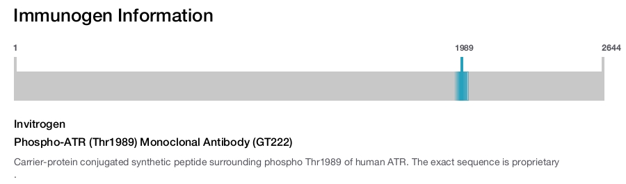 Phospho-ATR (Thr1989) Monoclonal Antibody (GT222)