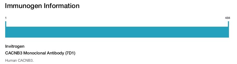 CACNB3 Monoclonal Antibody (7D1)