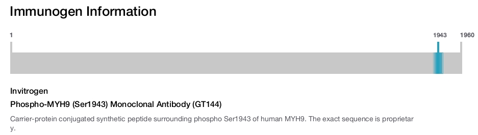 Phospho-MYH9 (Ser1943) Monoclonal Antibody (GT144)