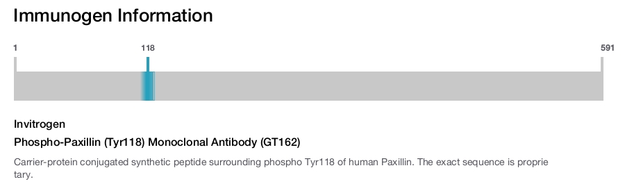 Phospho-Paxillin (Tyr118) Monoclonal Antibody (GT162)